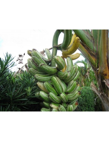 Banana ''Ae Ae'' variegate banana - Unique and...