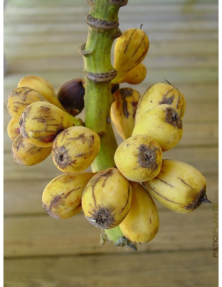 Platano ''Pitogo'' Ultra raro - Musa spp. Bananero enano real, frutos dulces - Banana