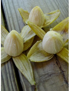 Platano ''Pitogo'' Ultra raro - Musa spp. Bananero enano real, frutos dulces - Banana 2