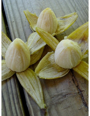 Platano ''Pitogo'' Ultra raro - Musa spp....