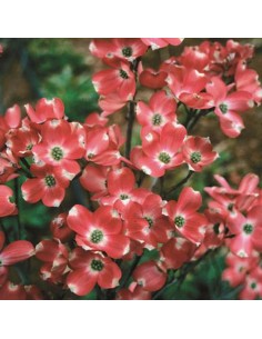 Flowering dogwood ''Pigmy''...