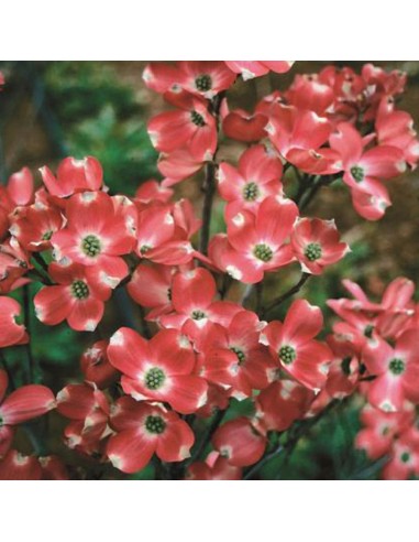 1 Arbolito de Cornejo florido (Cornus florida) Sanguiñuelo florido, cornejo de flor, Dogwood Venta en Mexico