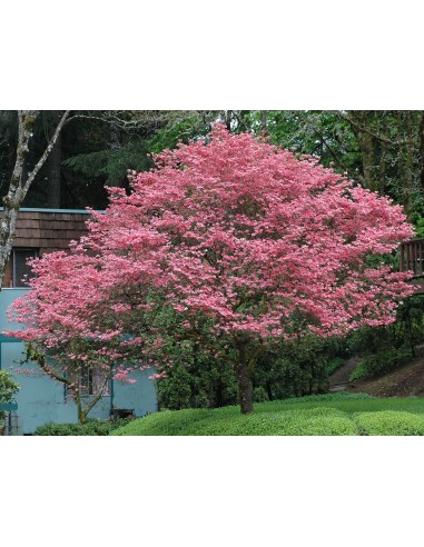 1 Arbolito de Cornejo florido (Cornus florida)...