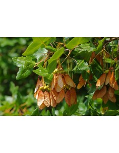 Montpelier Maple (Aer...