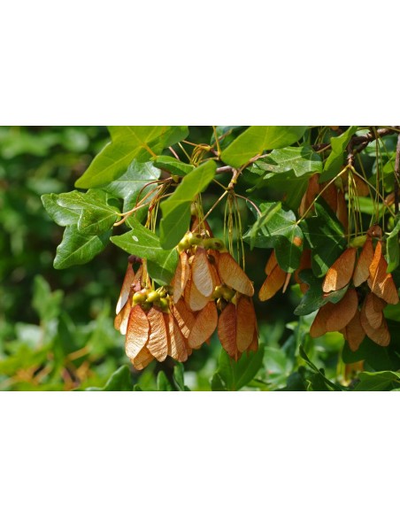 Arce del Monte Pellier (Acer monspessulanum) Arce de Montpellier en Mexico - Venta online