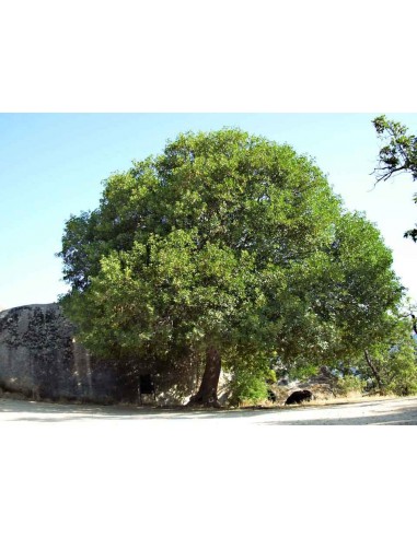 Arce del Monte Pellier (Acer monspessulanum)...
