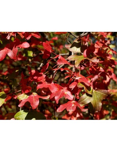 Arce del Monte Pellier (Acer monspessulanum)...