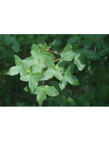 Montpelier Maple (Aer monspessulanum) Buy here...