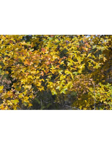 Arce del Monte Pellier (Acer monspessulanum)...