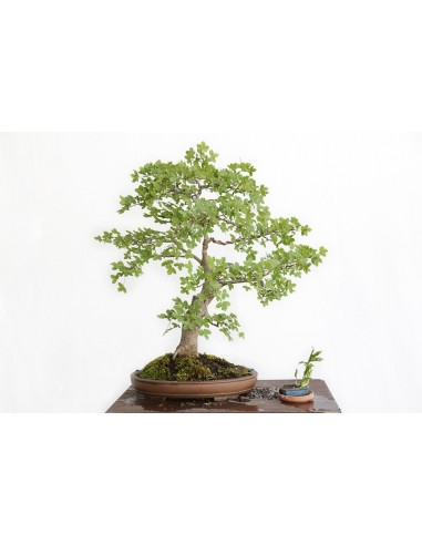 Montpelier Maple (Aer monspessulanum) Buy here...