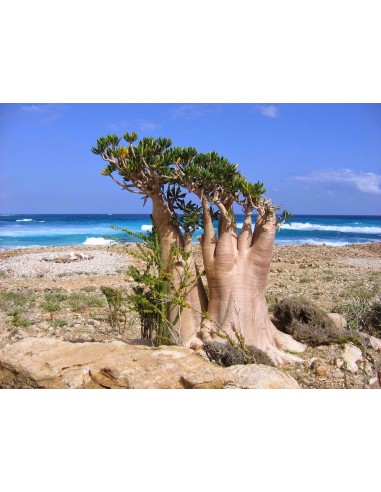 1 Adenium socotranum ''Rosa del desierto de socotra'' - Raras plantas de caudex en viveros Mexico