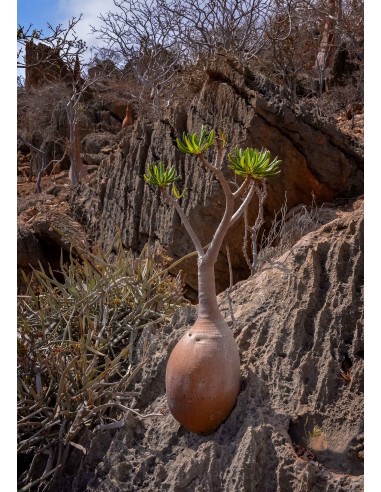 1 Adenium socotranum ''Rosa del desierto de...