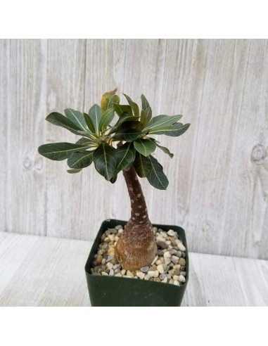 1 Adenium socotranum ''Rosa del desierto de...