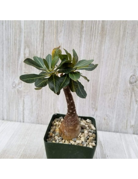 1 Adenium socotranum ''Rosa del desierto de socotra'' - Raras plantas de caudex en viveros Mexico