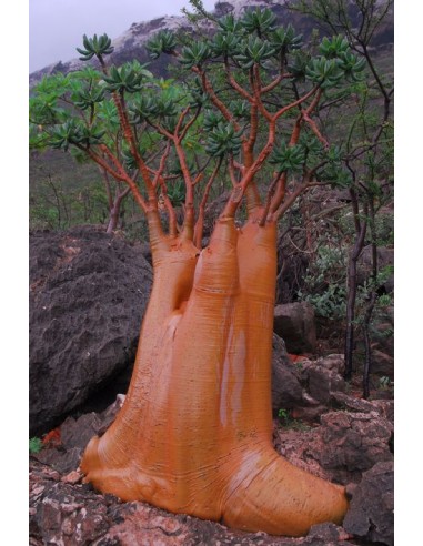 1 Adenium socotranum ''Rosa del desierto de socotra'' - Raras plantas de caudex en viveros Mexico