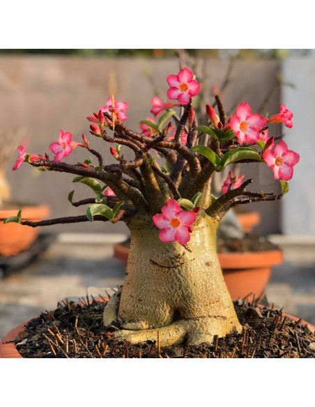 1 Adenium socotranum ''Rosa del desierto de socotra'' - Raras plantas de caudex en viveros Mexico