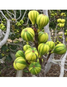 Tiger stripe fig (Ficus carica) - BUY RARE EVERGREENS AND TROPICALS - ONLINE TGSC TREE NURSERIES INC. 2