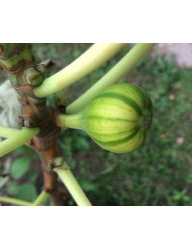 1 Arbolito de Higo Raya de tigre (Ficus carica)...