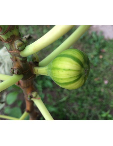 Tiger stripe fig (Ficus carica) - BUY RARE EVERGREENS AND TROPICALS - ONLINE TGSC TREE NURSERIES INC.