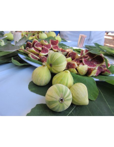 Tiger stripe fig (Ficus carica) - BUY RARE EVERGREENS AND TROPICALS - ONLINE TGSC TREE NURSERIES INC.