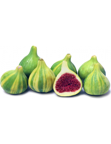 1 Arbolito de Higo Raya de tigre (Ficus carica)...