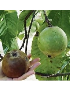 Borojoa patinoi 'Eden'...