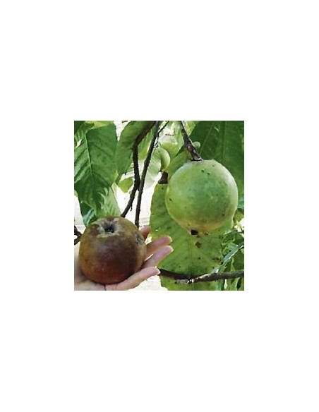 Arbol de Borojo patinoi 'Eden' ( Borojoa patinoi)- 1 Arbolito en Venta en Mexico - Vivero por internet