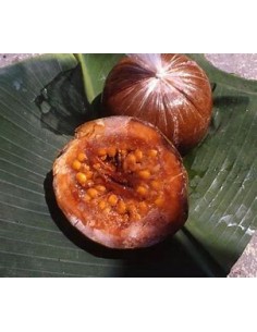 Borojoa patinoi 'Eden'... 2