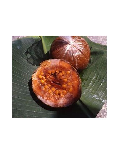 Arbol de Borojo patinoi 'Eden' ( Borojoa...