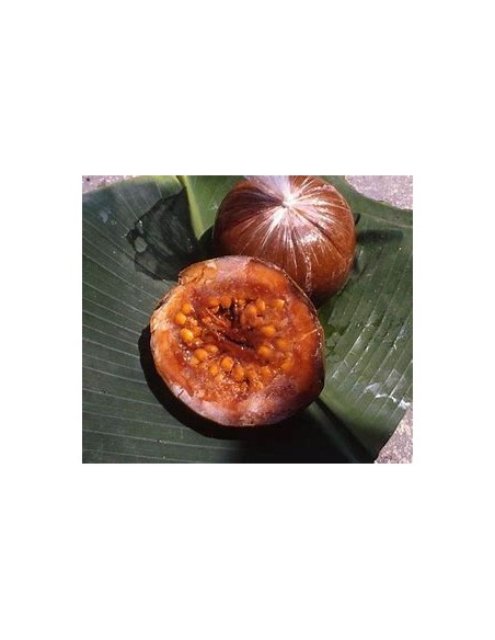 Arbol de Borojo patinoi 'Eden' ( Borojoa patinoi)- 1 Arbolito en Venta en Mexico - Vivero por internet