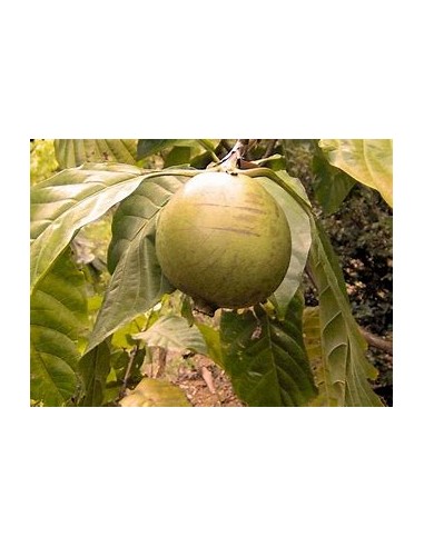 Arbol de Borojo patinoi 'Eden' ( Borojoa...