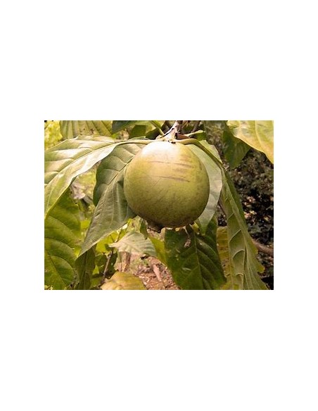 Arbol de Borojo patinoi 'Eden' ( Borojoa patinoi)- 1 Arbolito en Venta en Mexico - Vivero por internet