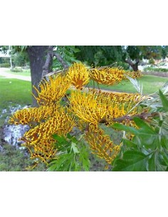 Arbol del fuego australiano...