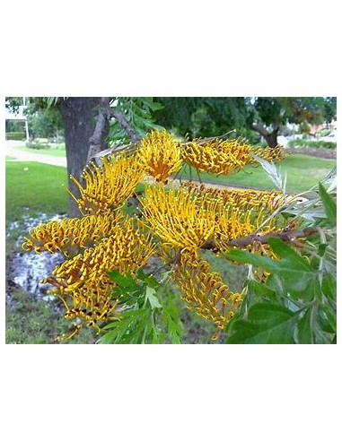 Arbol del fuego australiano (Grevillea robusta)-1 Arbolito en Venta en Mexico - Arboles forestal por internet