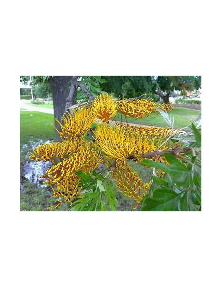 Arbol del fuego australiano (Grevillea robusta)-1 Arbolito en Venta en Mexico - Arboles forestal por internet