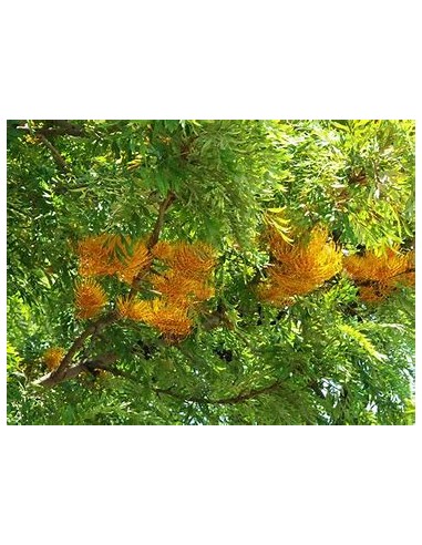 Grevillea robusta (Grevillea robusta)-1...