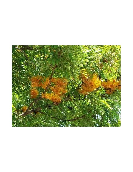 Grevillea robusta (Grevillea robusta)-1 Arbolito for Sale in Mexico - Online Nursery