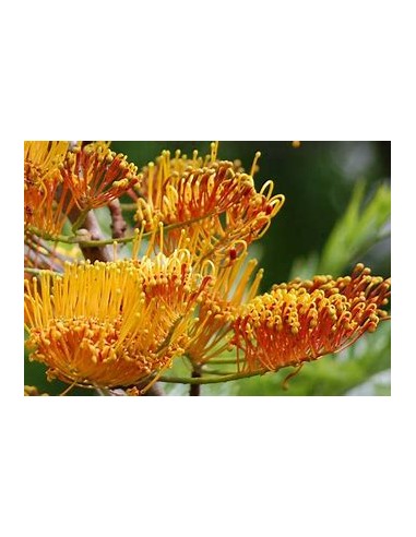 Arbol del fuego australiano (Grevillea...