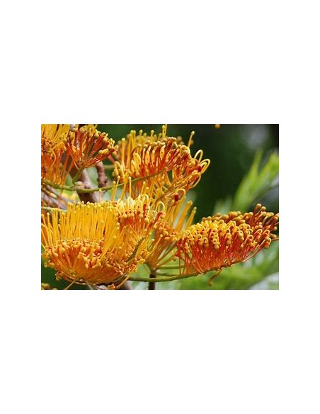 Arbol del fuego australiano (Grevillea robusta)-1 Arbolito en Venta en Mexico - Arboles forestal por internet