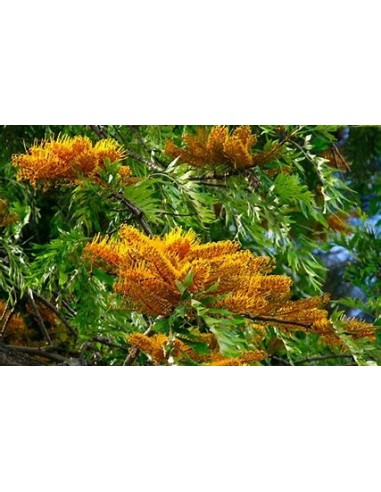 Grevillea robusta (Grevillea robusta)-1...