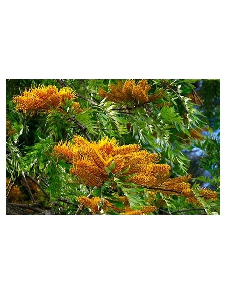 Arbol del fuego australiano (Grevillea robusta)-1 Arbolito en Venta en Mexico - Arboles forestal por internet