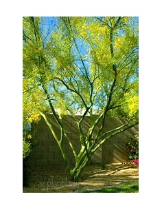 Desert Jewels: Palo Verde...