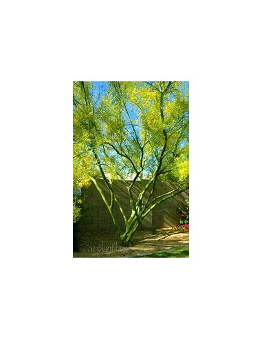 Desert Jewels: Palo Verde Tree (Parkinsonia aculeata) -1 Arbolito for Sale in Mexico - Online Nursery