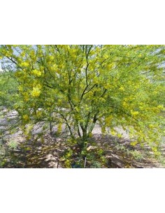Palo Verde  (Parkinsonia... 2