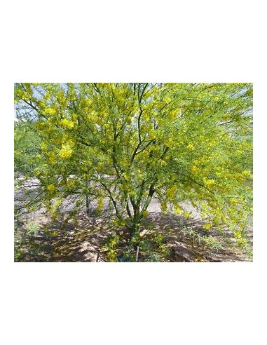 Desert Jewels: Palo Verde Tree (Parkinsonia...