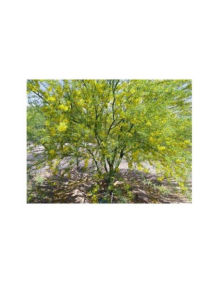 Palo Verde  (Parkinsonia aculeata)-1 Arbolito en Venta en Mexico - Vivero por internet