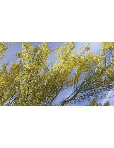 Palo Verde  (Parkinsonia aculeata)-1 Arbolito...