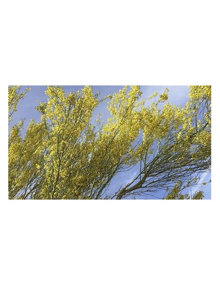 Palo Verde  (Parkinsonia aculeata)-1 Arbolito en Venta en Mexico - Vivero por internet