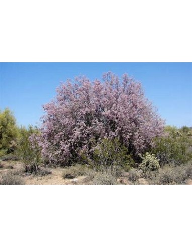 Palo Fierro de Sonora (Olneya tesota)-  para reforestar 1 Arbolito en Venta en Mexico - Artesanias de madera