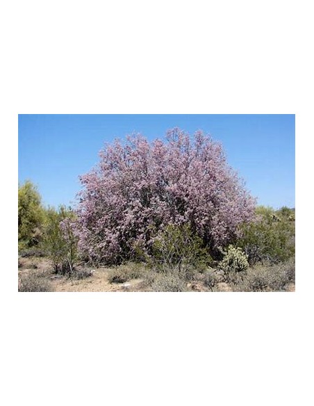 Ironwood Treasures (Olneya tesota)- 1 Arbolito for Sale in Mexico - Online Nursery